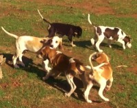 /album/trackingdogs/foxhound-five-350x277-2-jpg/